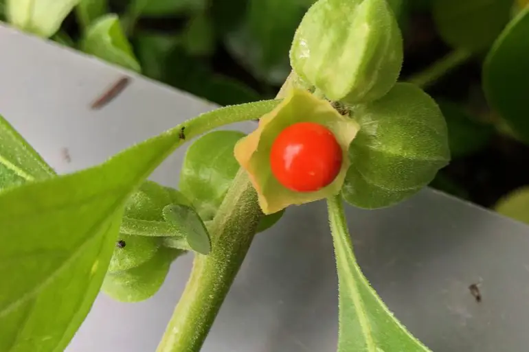 Ashwagandha (Withania Somnifera)